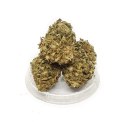 THERAPY Mango Kush Susz CBD 1 g