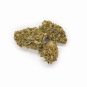 THERAPY Mango Kush Susz CBD 1 g